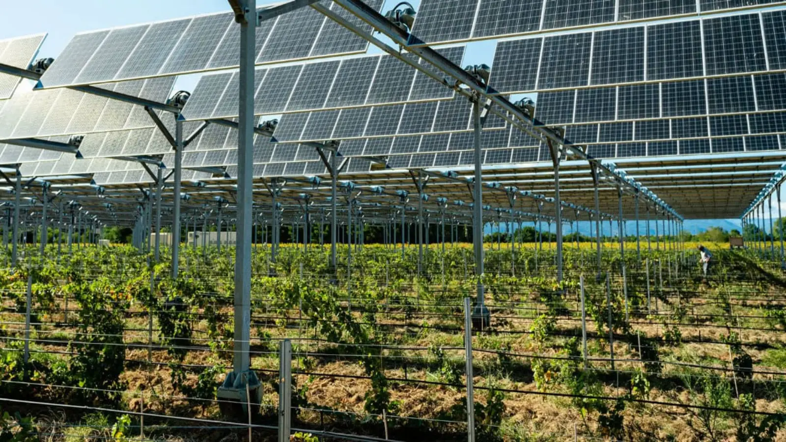 Utility-scale photovoltaic solar farm with agrovoltaics layout